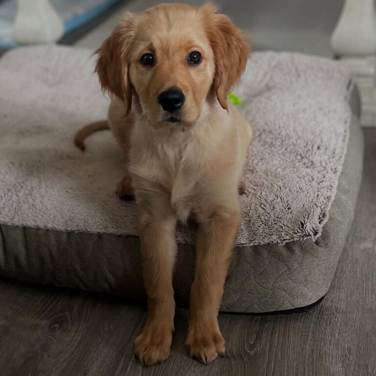 Cooper, a 9-week-old male Golden Retriever puppy
